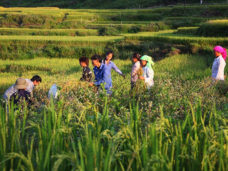 Trekking Northern Vietnam 11 Days